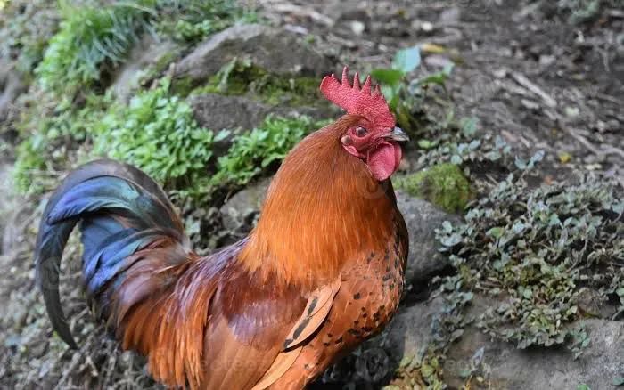VENDO GALO DE CRISTA VERMELHA - Foto 2