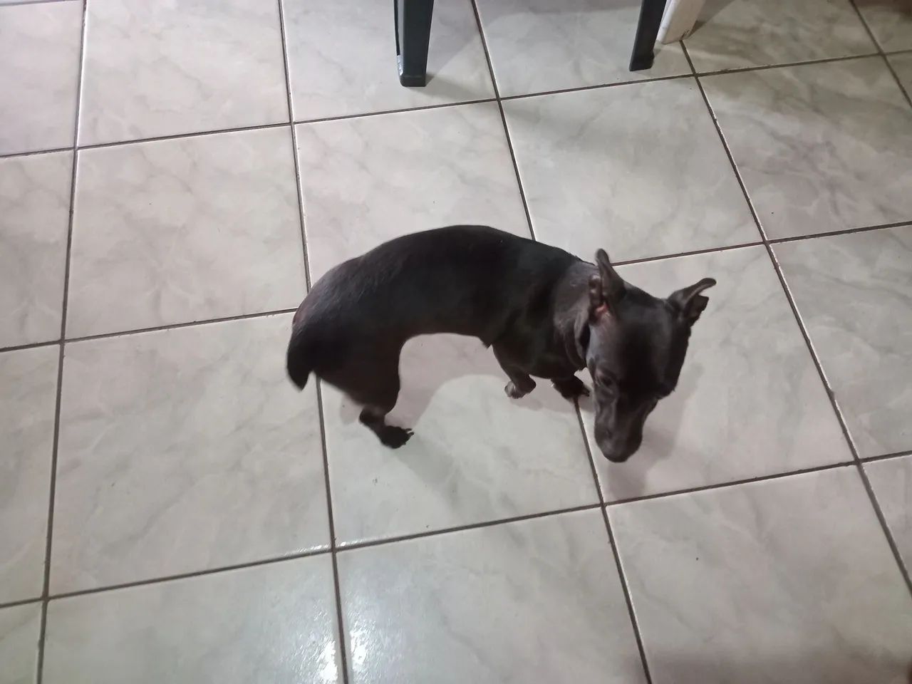 Doa se linda cachorrinha - Foto 5