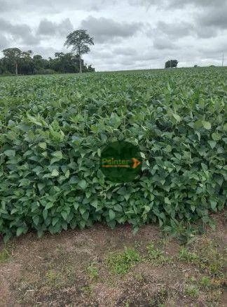 Fazenda à venda, por R$ 180.000.000 - Zona Rural - Ribeirão Cascalheira/MT - Foto 4