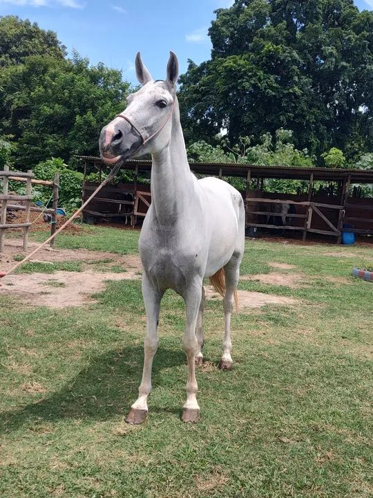 Égua Mangalarga Marchador Pampa dágua - 5 anos - Foto 2