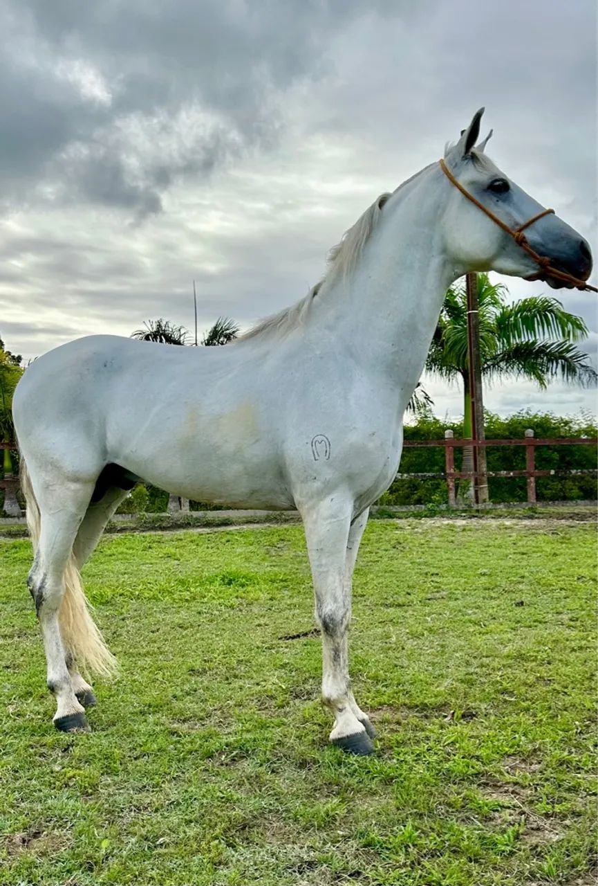 Cavalo Mangalarga Marcha Picada  - Foto 2