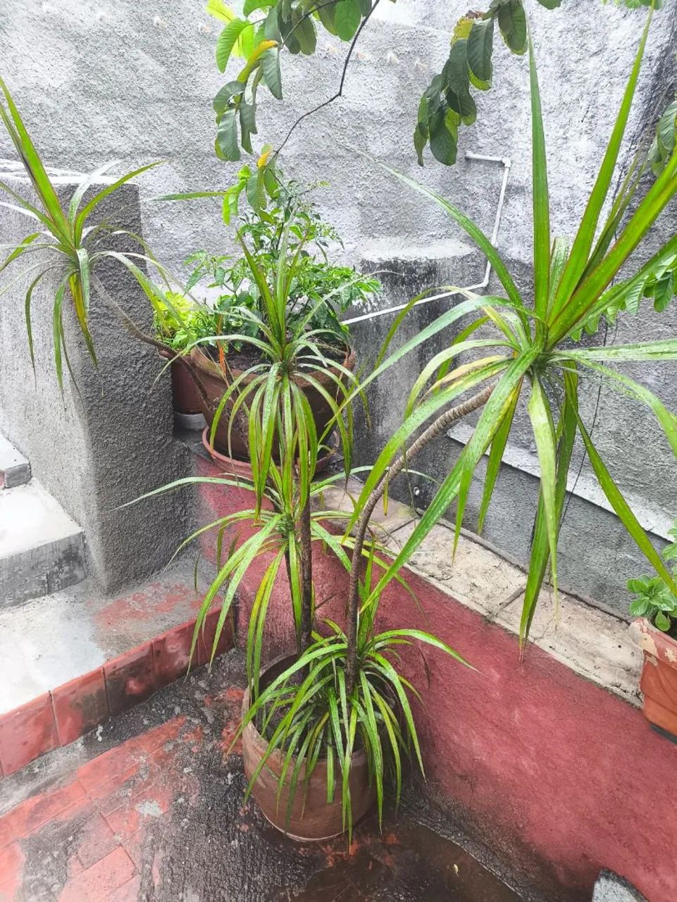 Planta dracena marginais de borda vermelha 