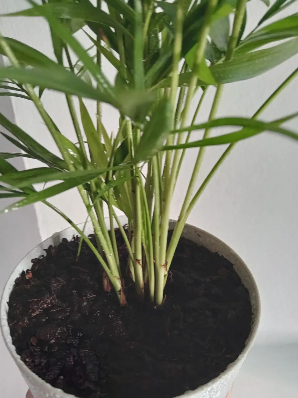 Planta Palmeira Chameadora - Foto 4