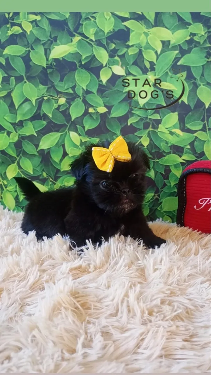 Shih Tzu Fêmea mini