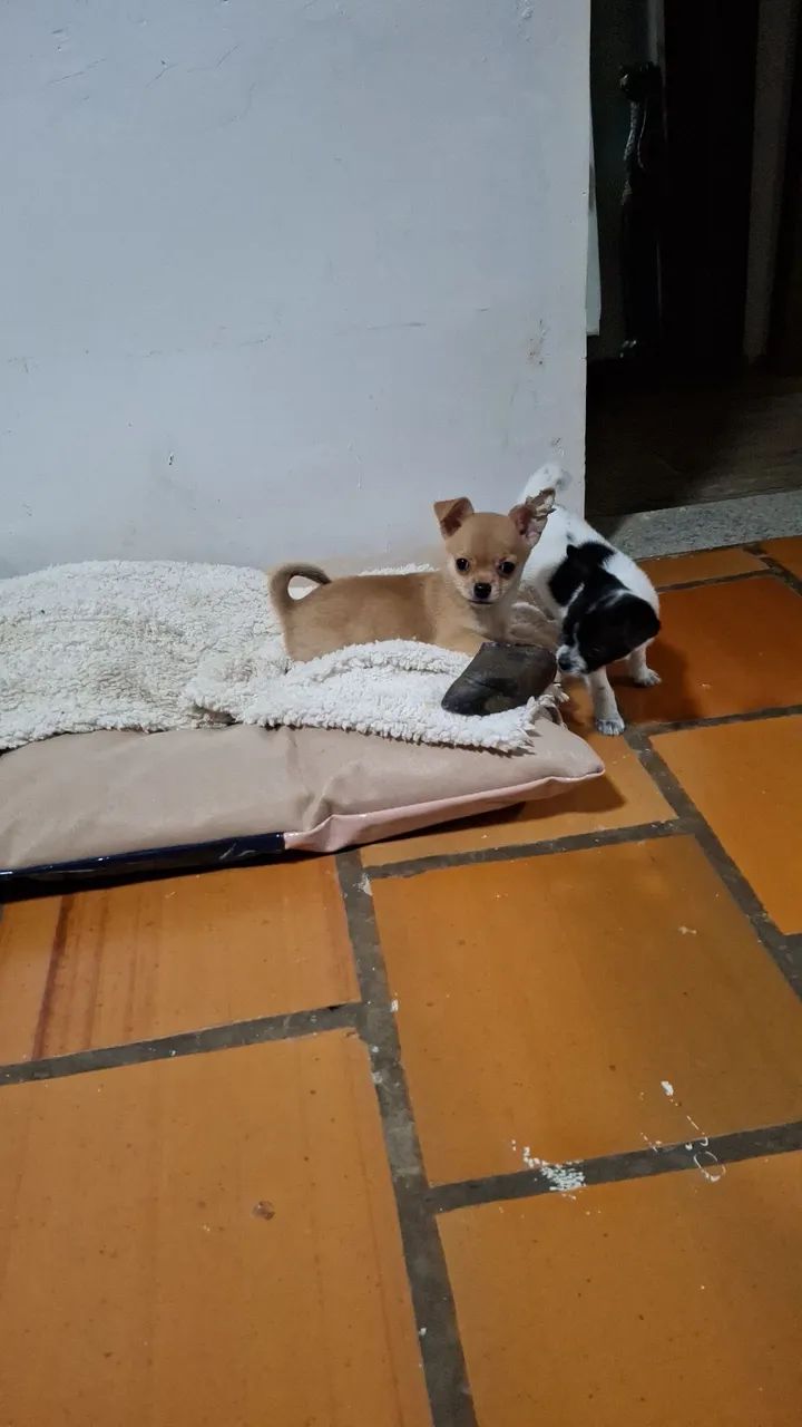 Filhote de Chihuahua fêmeas
