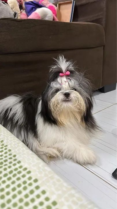 VENDO FILHOTES DE SHITZU 