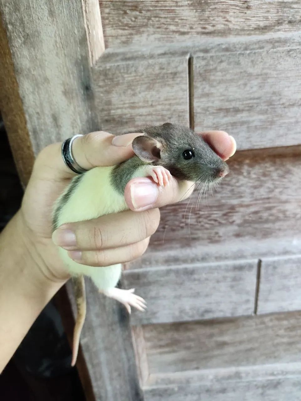 Ratinho Twister  - Foto 4