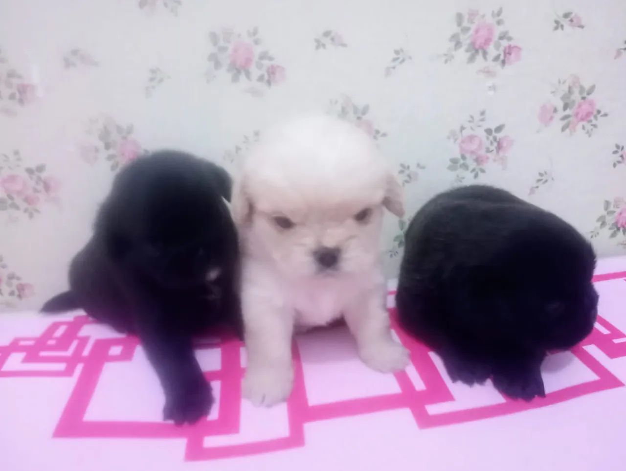 Filhotes de Cachorro - Pug misturado com Poodle