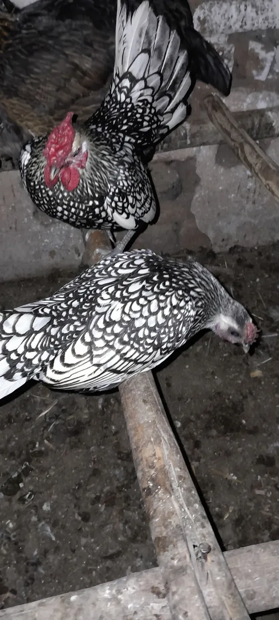 Pontinhos Sebright