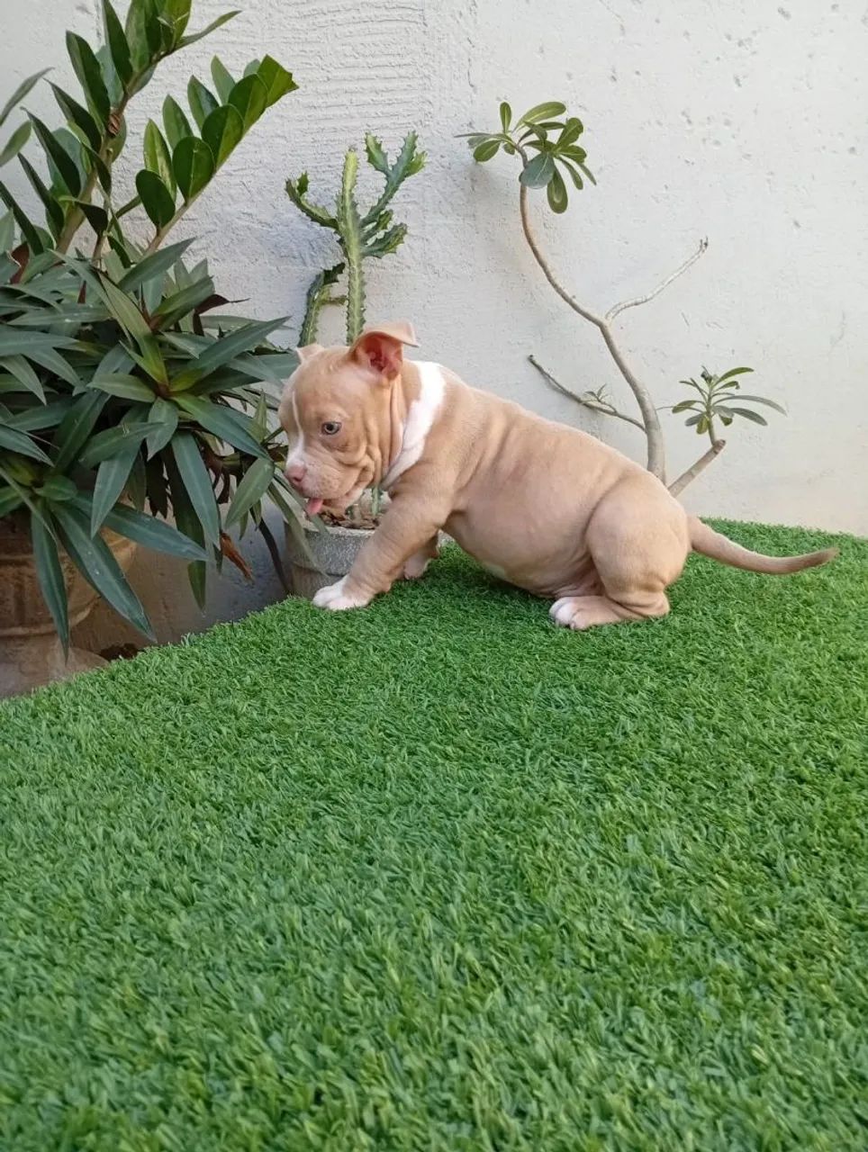 Filhote de American Bully macho  - Foto 4