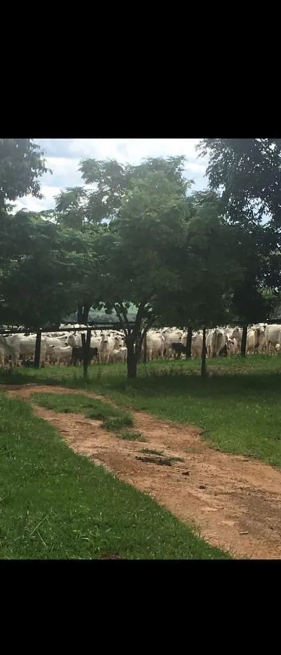 Fazenda alto padrão no triângulo mineiro  - Foto 3