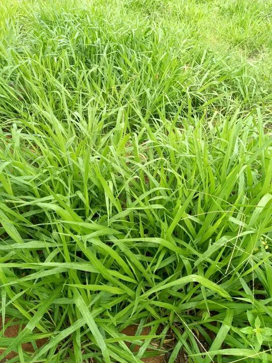 Vendo Fazenda 34.5 alqueires aceito imóveis em Palmas - Foto 7