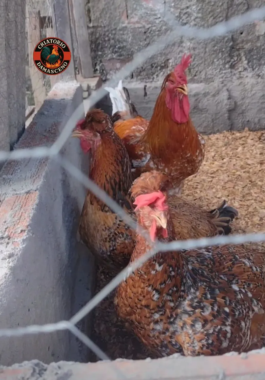 Ovos  galados de gsb