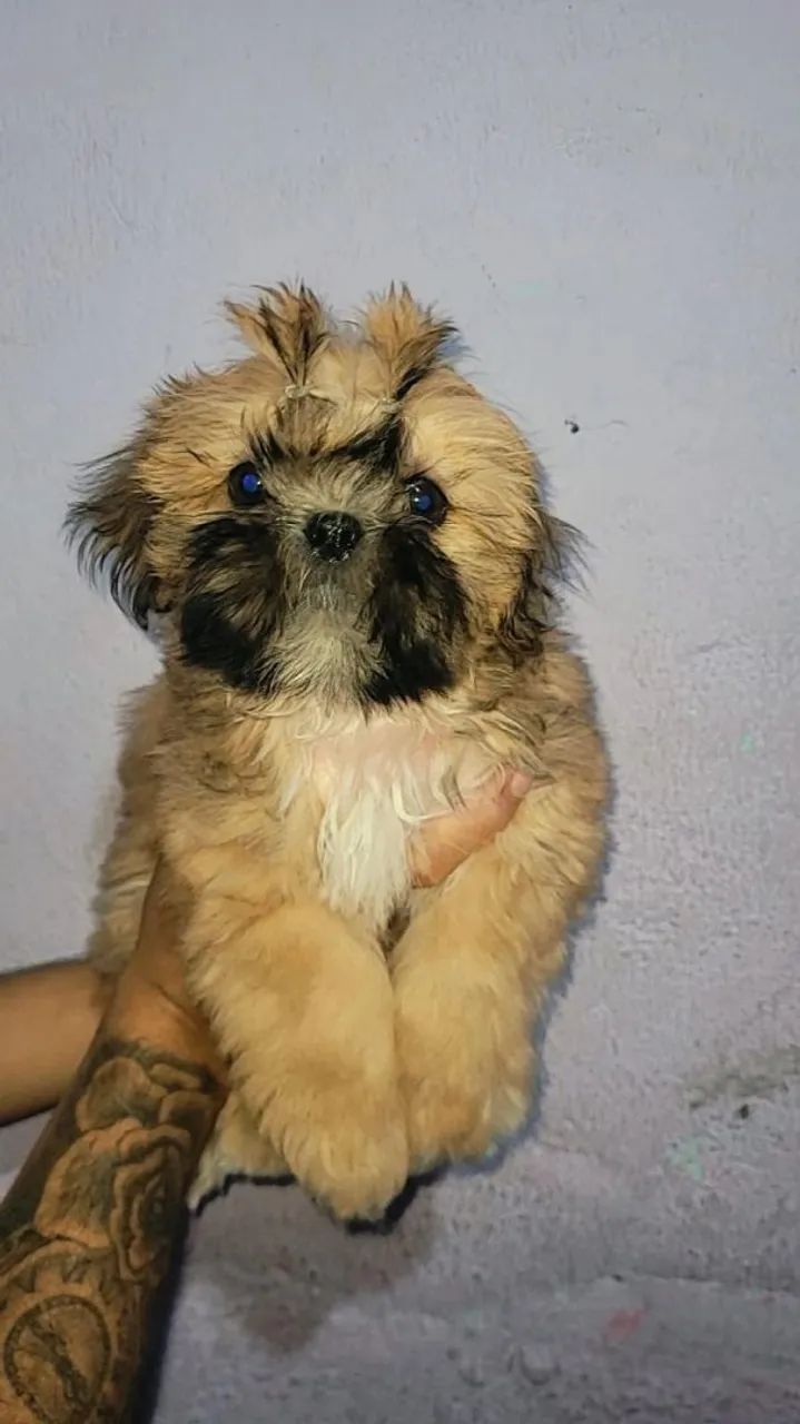 Filhote de Shih Tzu Cachorros Vila Oliveira, Mogi das Cruzes