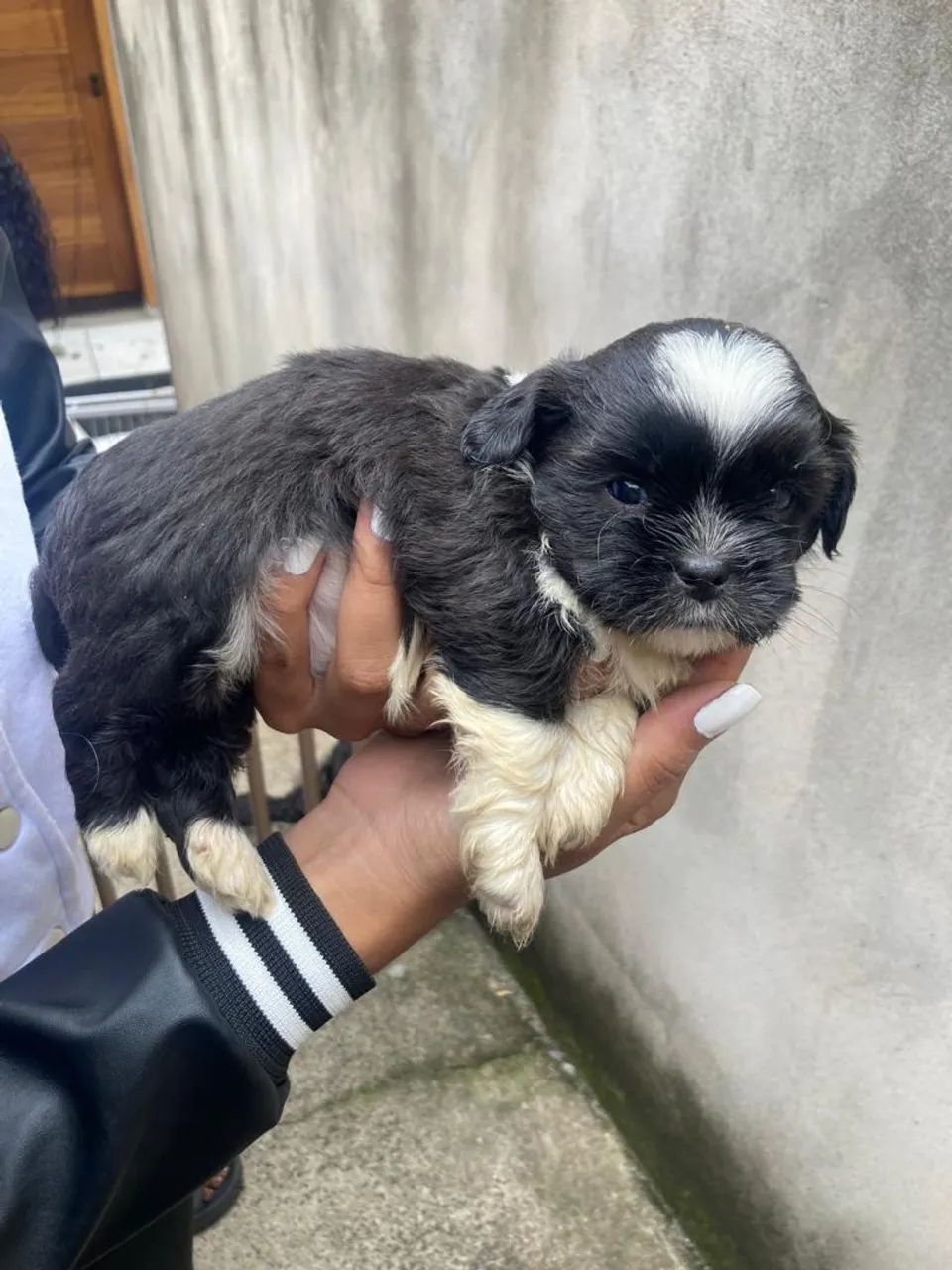Filhote de Shih Tzu/poodle - Foto 5