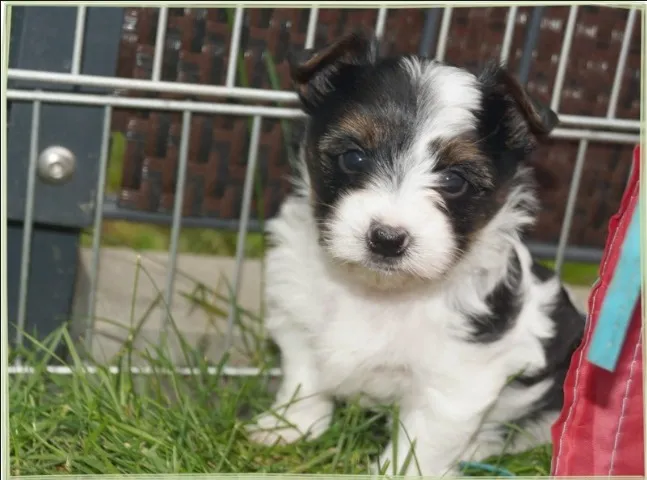 Biewer Terrier Fêmea Tricolor A Raça Perfeita para Sua Família
