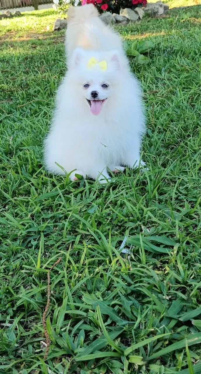 Lindos spitz alemão / lulu da pomeranea - Foto 5