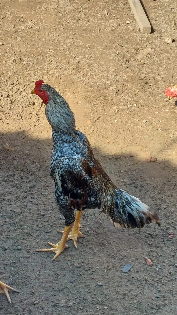 Galo