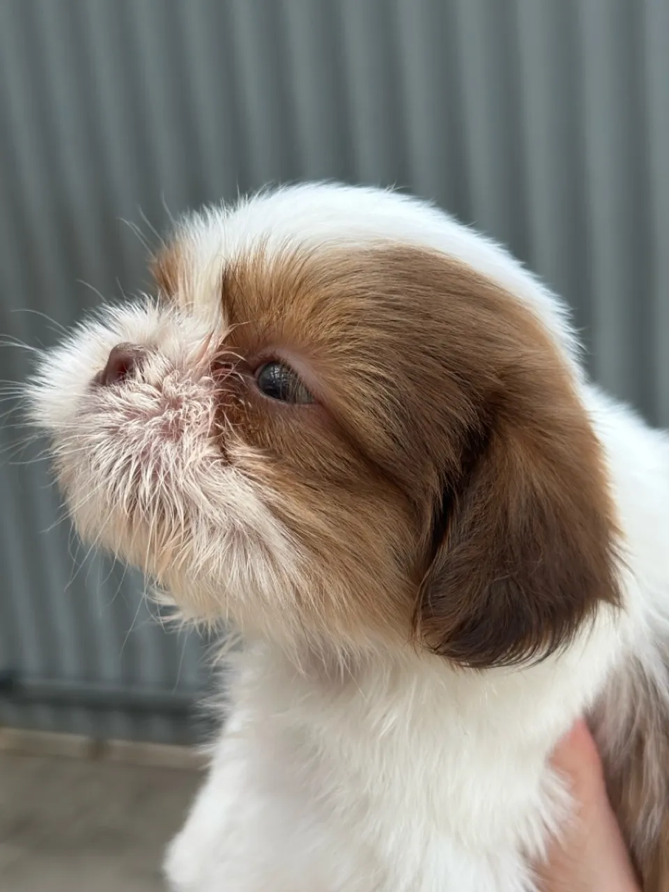 Shih tzu macho fígado mini