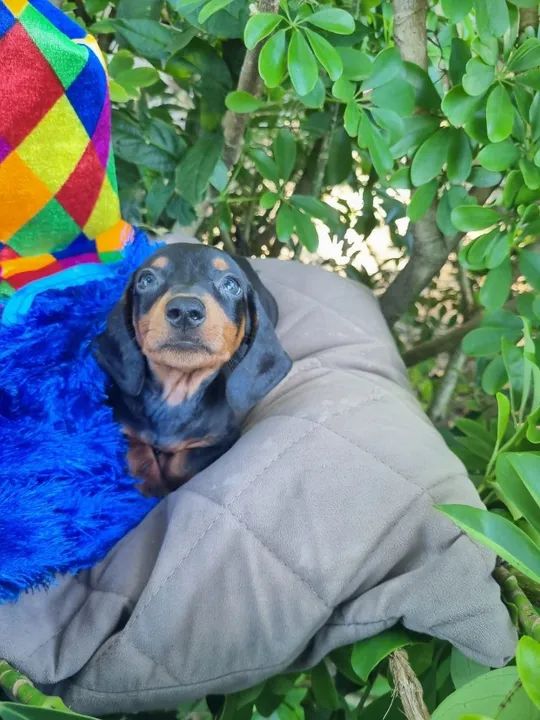 Machinhos, salsicha, dachshund - Foto 3