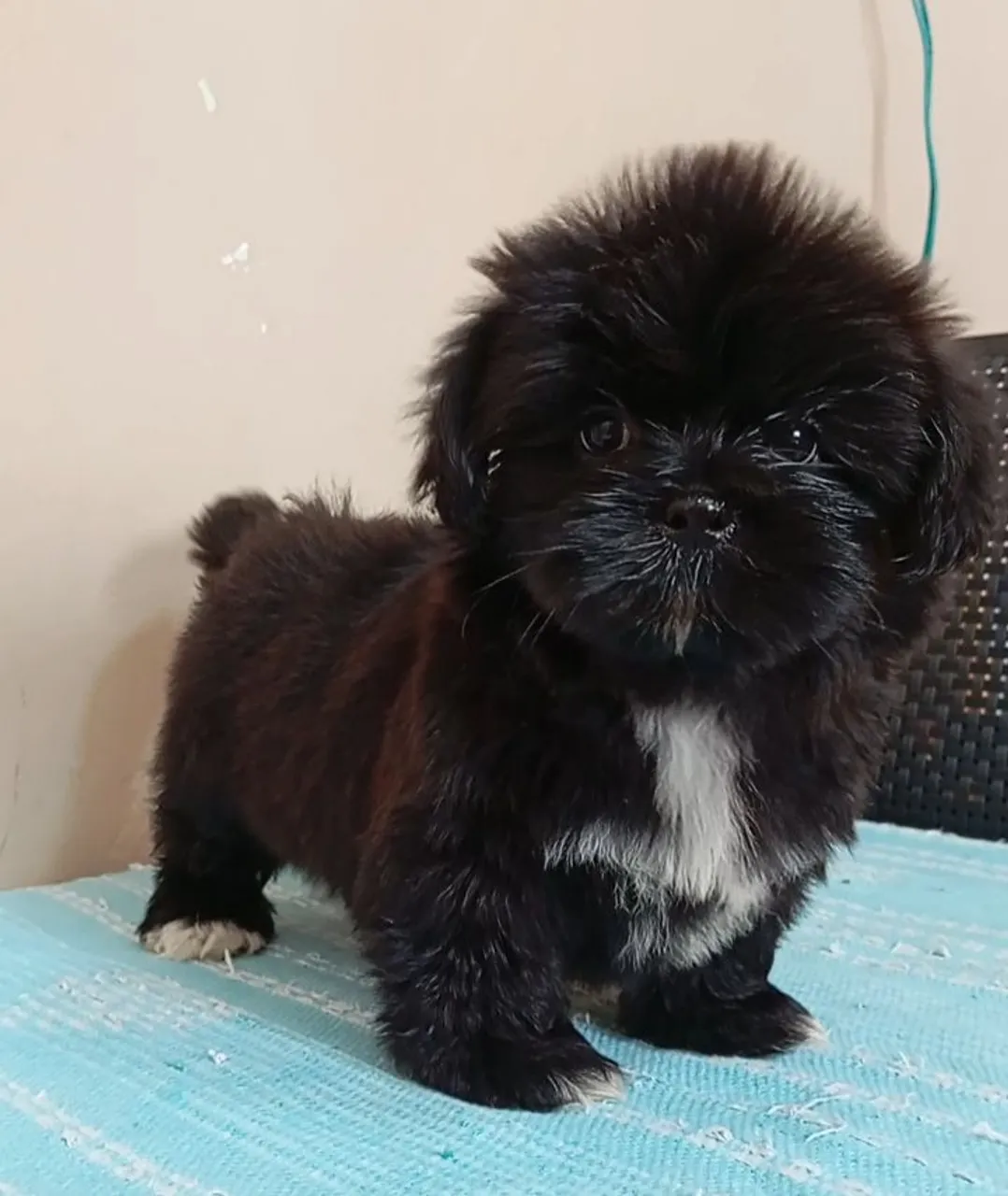 Shih Tzu Filhote (valor especial)