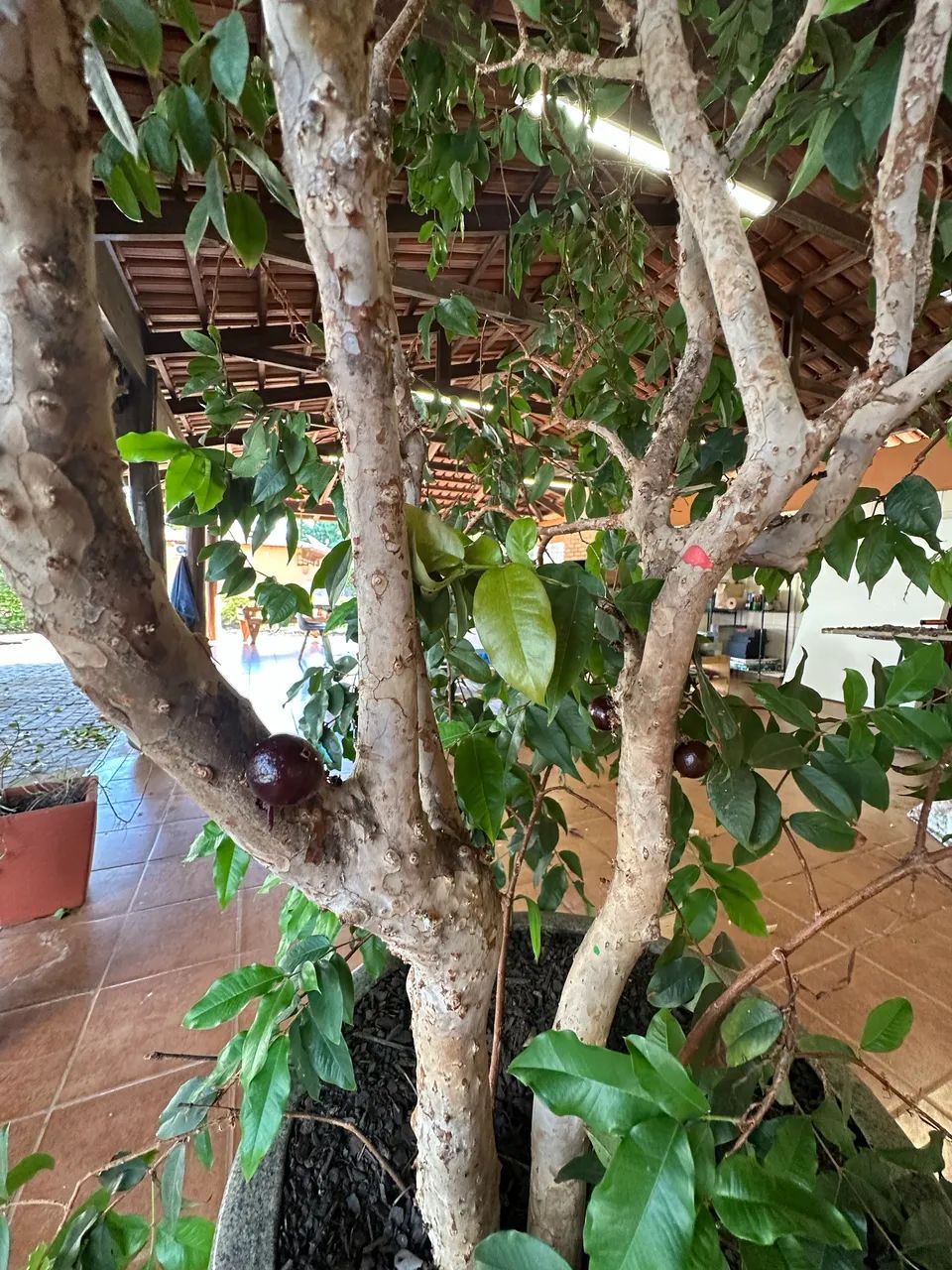 Jaboticabeira Adulta em Vaso - Frutífera, Saudável e Pronta para Levar! - Foto 5