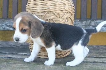 Beagle os mais saudaveis e legetimos pacotinhos de amor  - Foto 2
