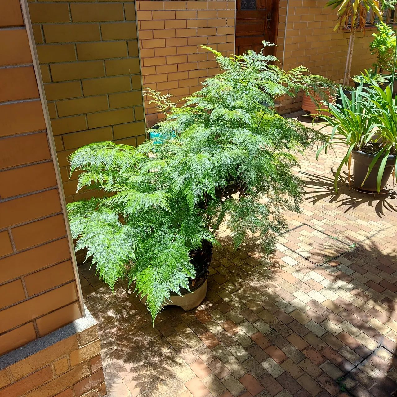 Samambaia exuberante para seu jardim - Foto 5