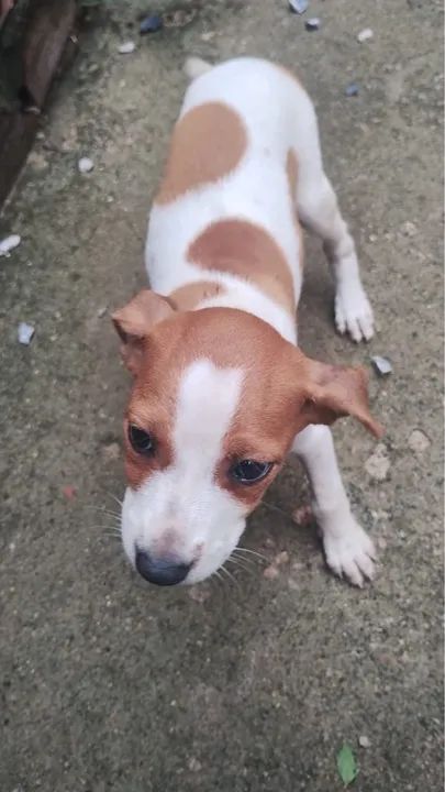 Filhote disponível para adoção responsável 