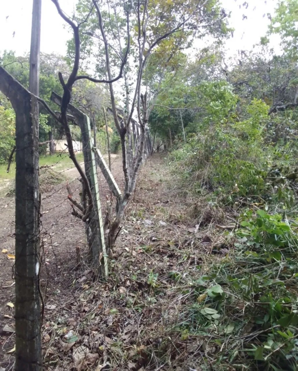 Terreno goiana