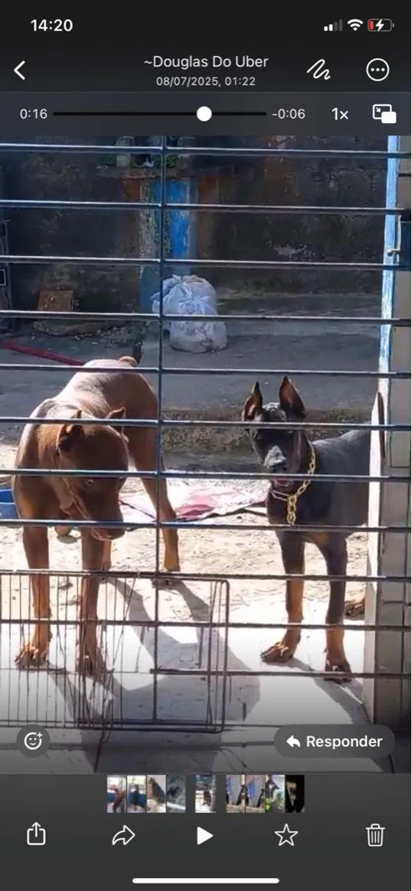 Filhote de Doberman para doação responsável - fêmea 7 meses 