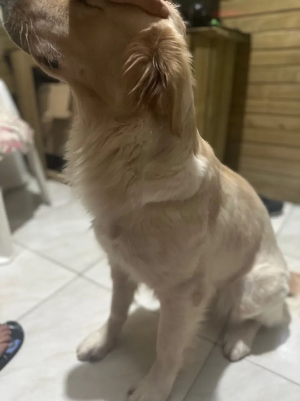 Golden Retriever - Foto 5