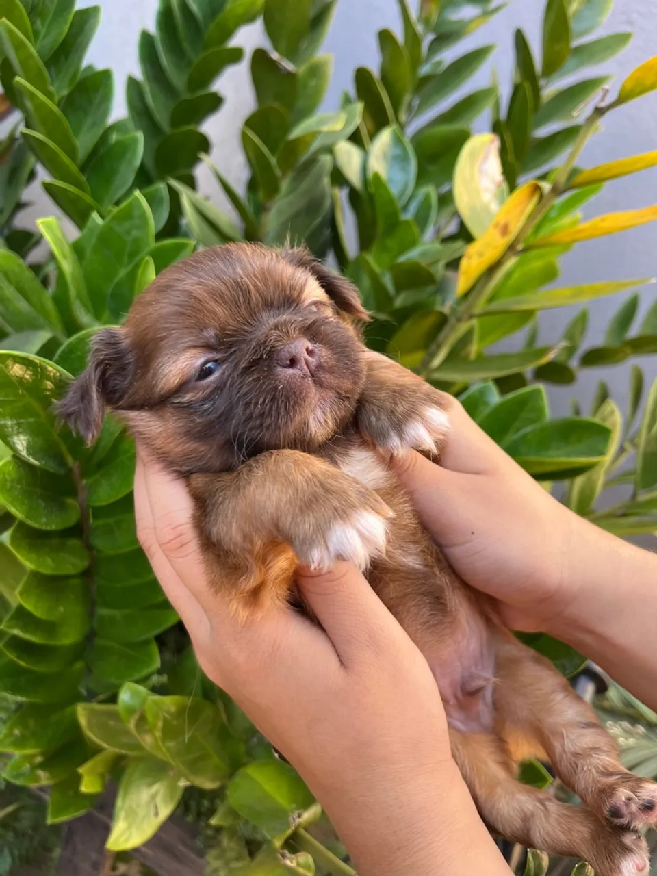 Filhote de Shih Tzu disponível para adoção