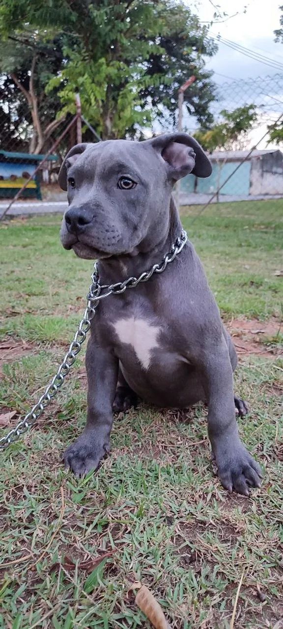 Filhote American Bully Fêmea 