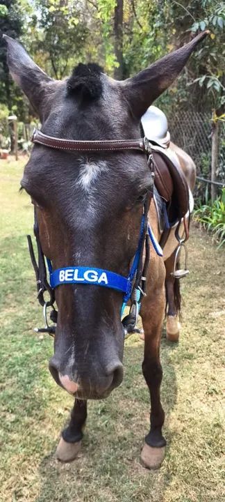 Égua Mangalarga Marchador para venda - Foto 2