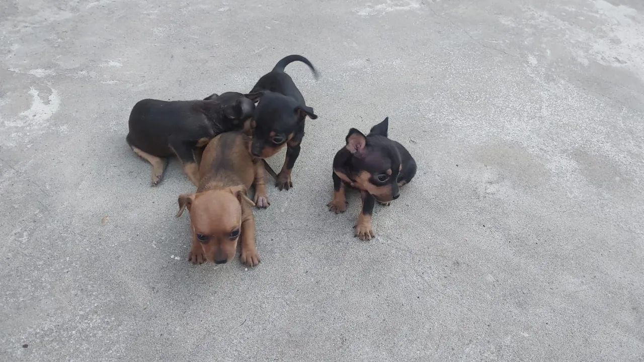 Cachorro pinscher 1 - Foto 4