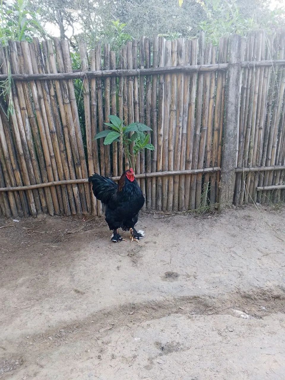 Galo Brahma 
