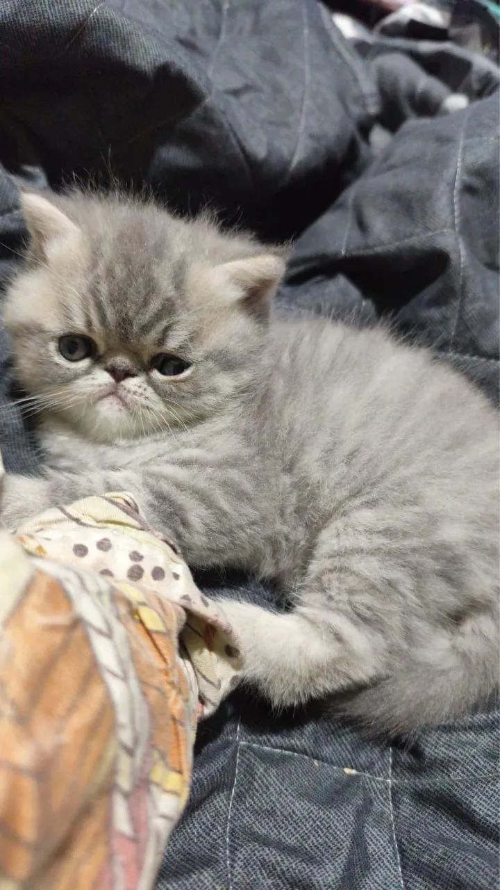 Gato persa  - Foto 3