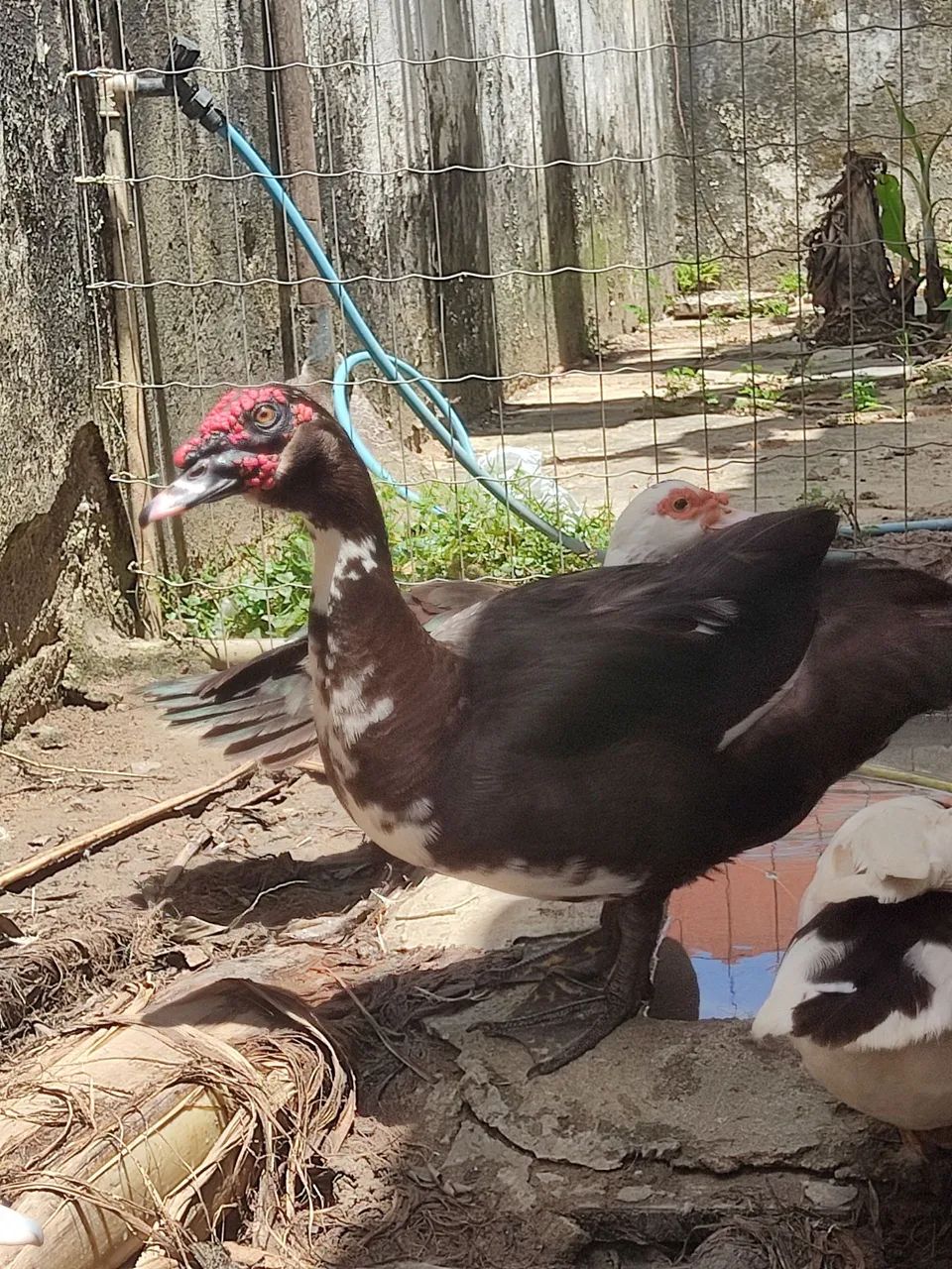Pato - Foto 3
