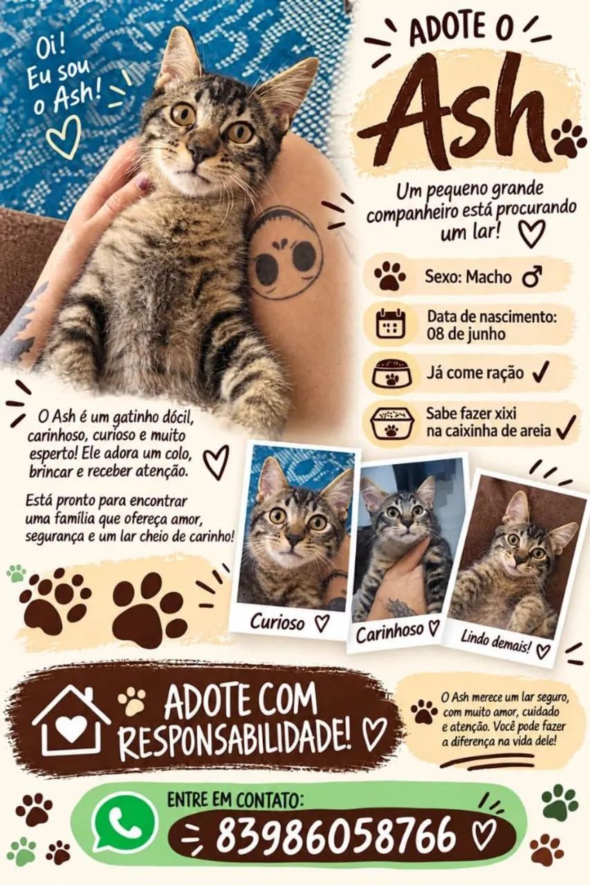 Adoção Gatinho Macho