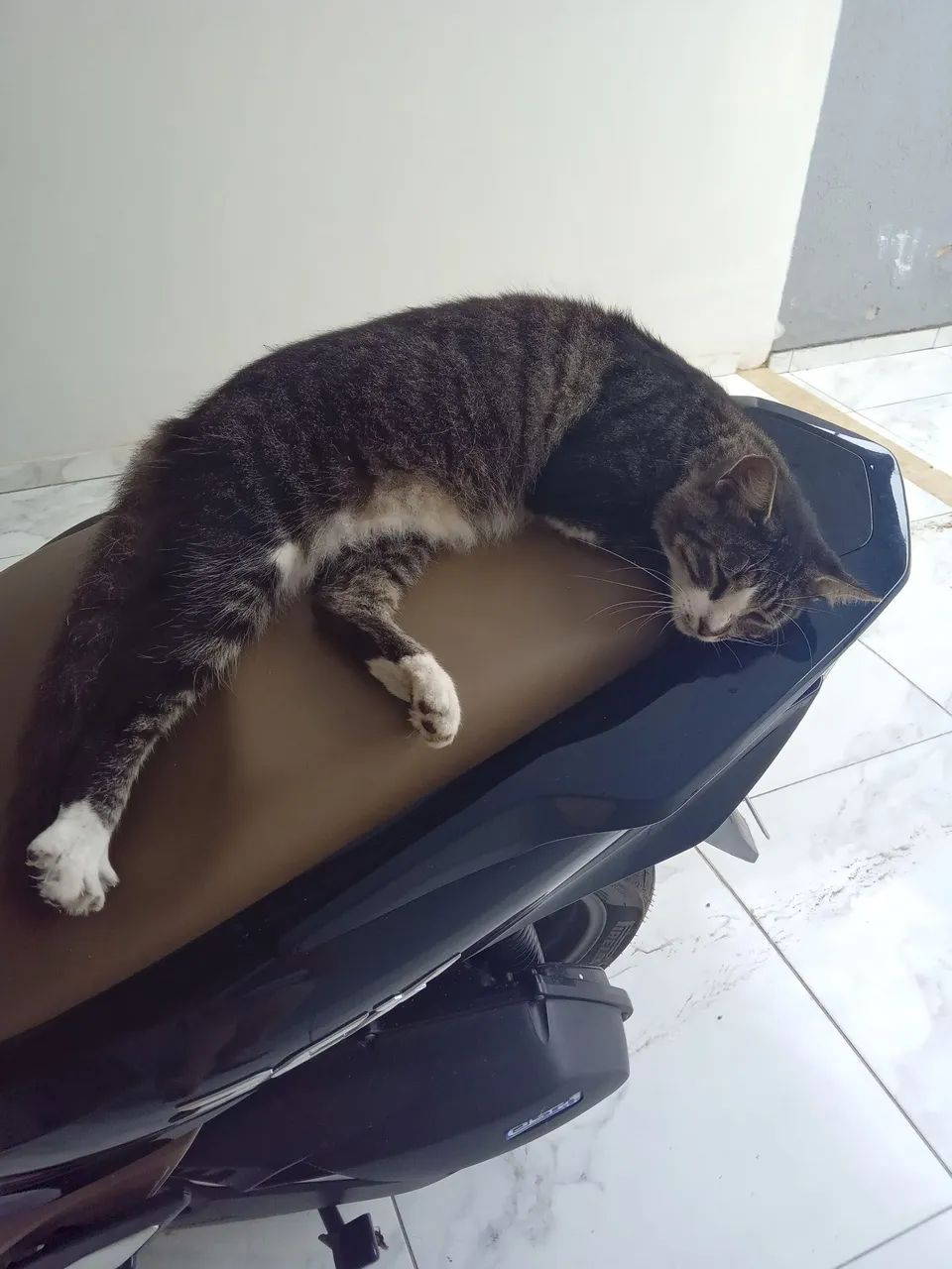 Gata castrada docil - Foto 3