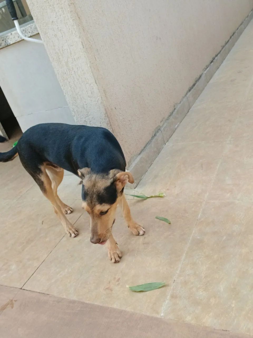 Cachorro para doação  - Foto 4