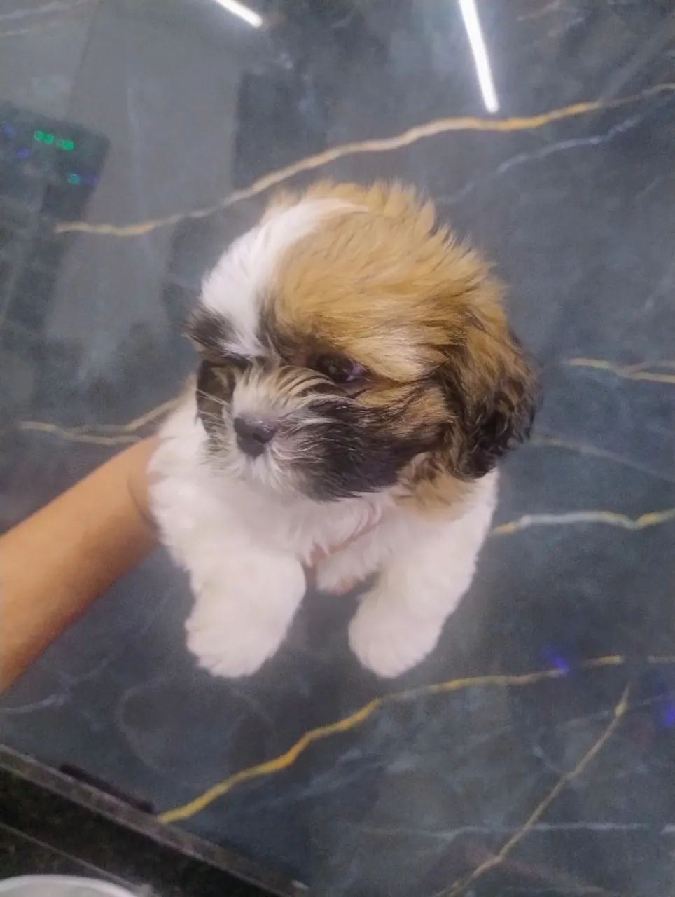 SOMOS UM CANIL REGISTRADO  - Foto 5