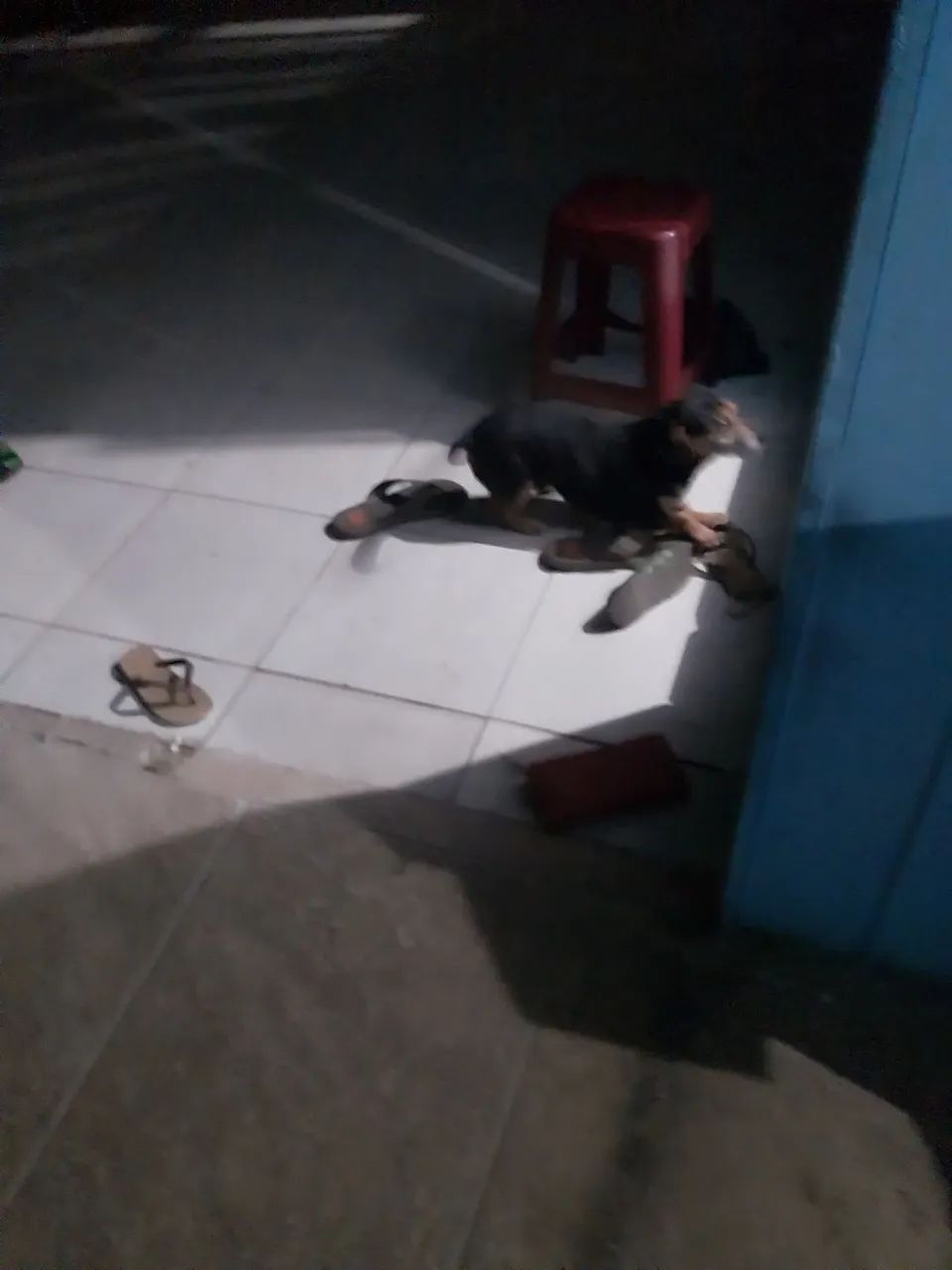 Cachorro - Foto 3