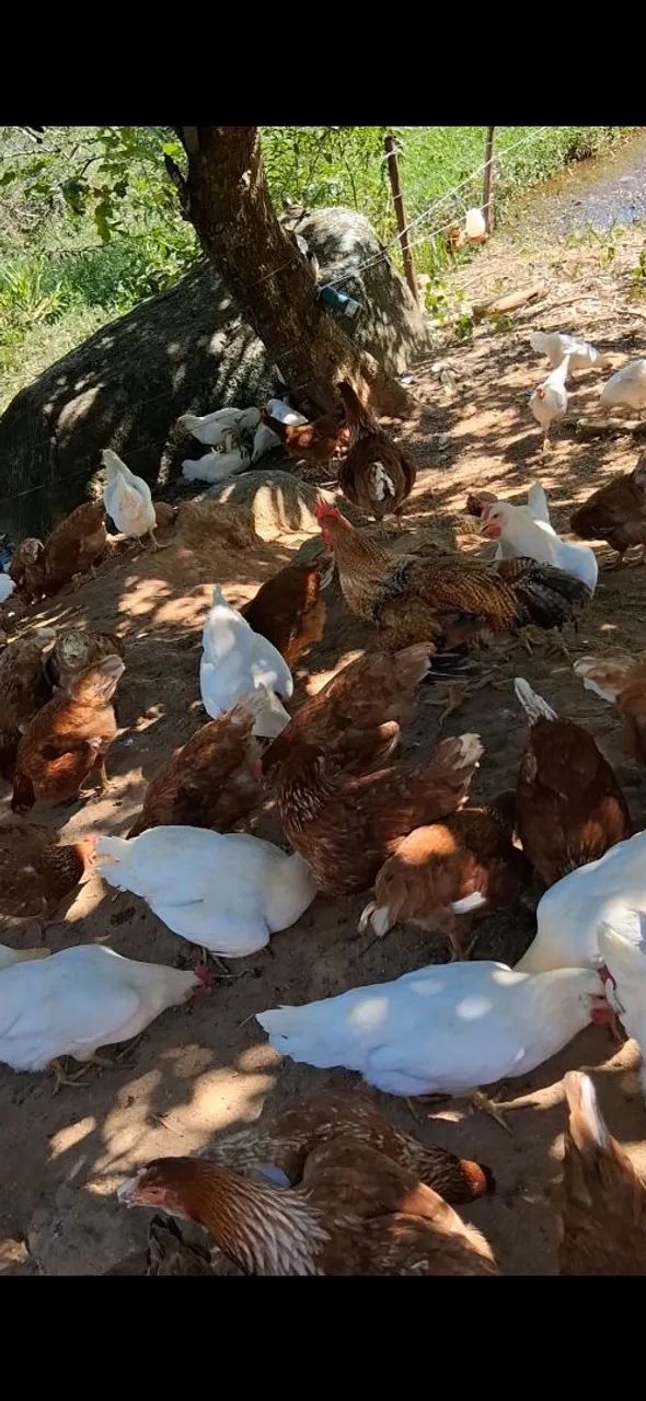 Frangas poedeira  - Foto 2