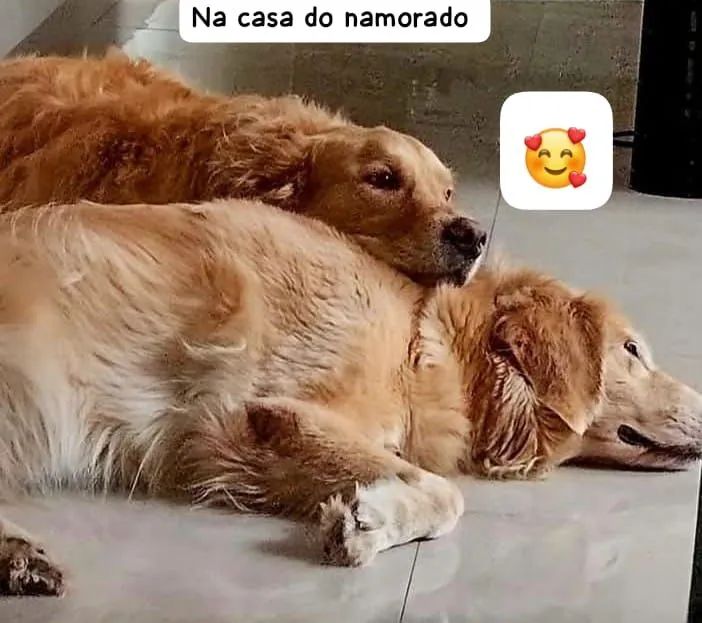 FILHOTES DE GOLDEN RETRIVER DISPONÍVEIS  - Foto 3