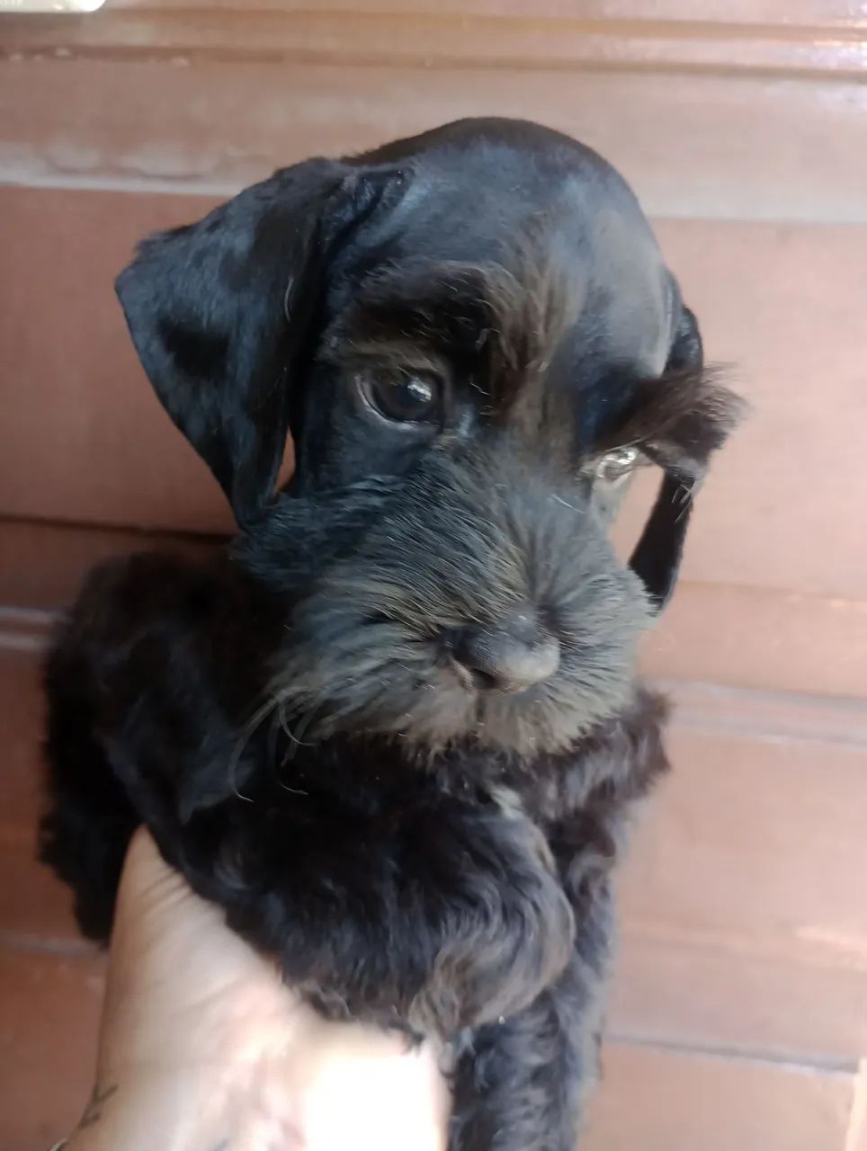 Schnauzer Miniatura macho  - Foto 4