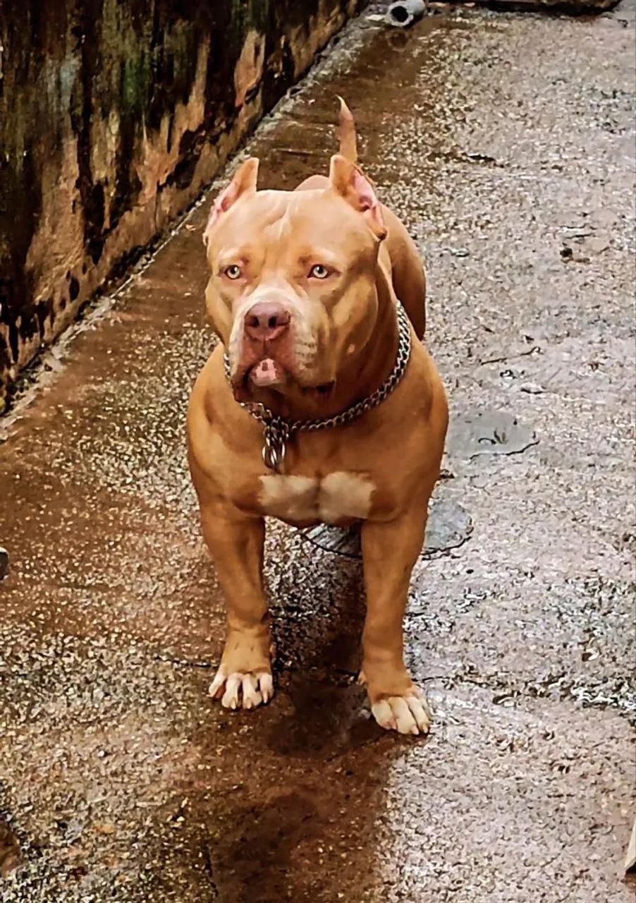 Pitmonster de verdade  - Foto 4