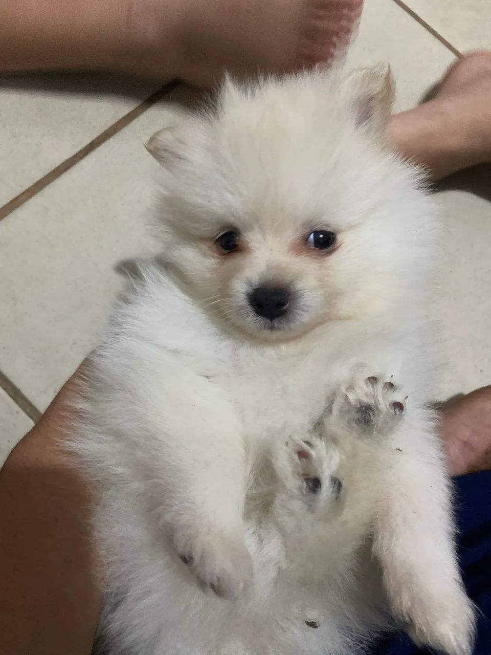Spitz Alemão  - Foto 4