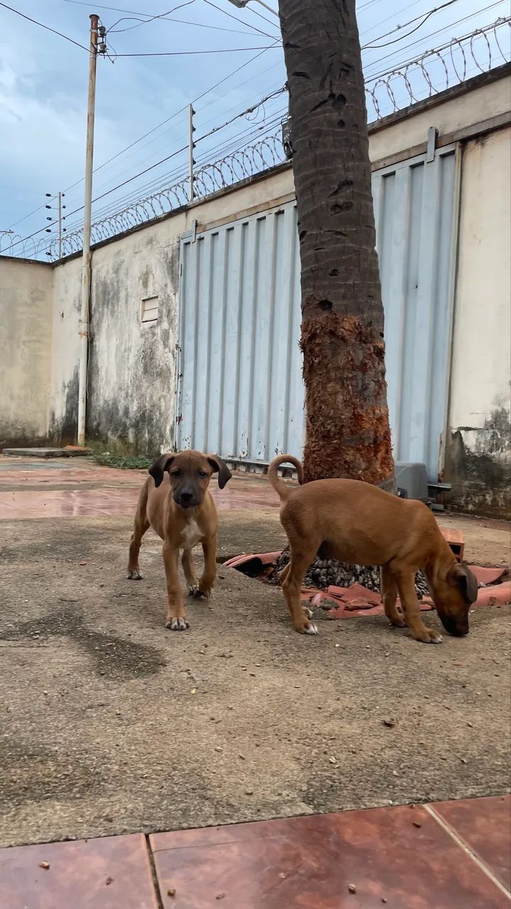 Cachorro filhote para doação - Foto 3